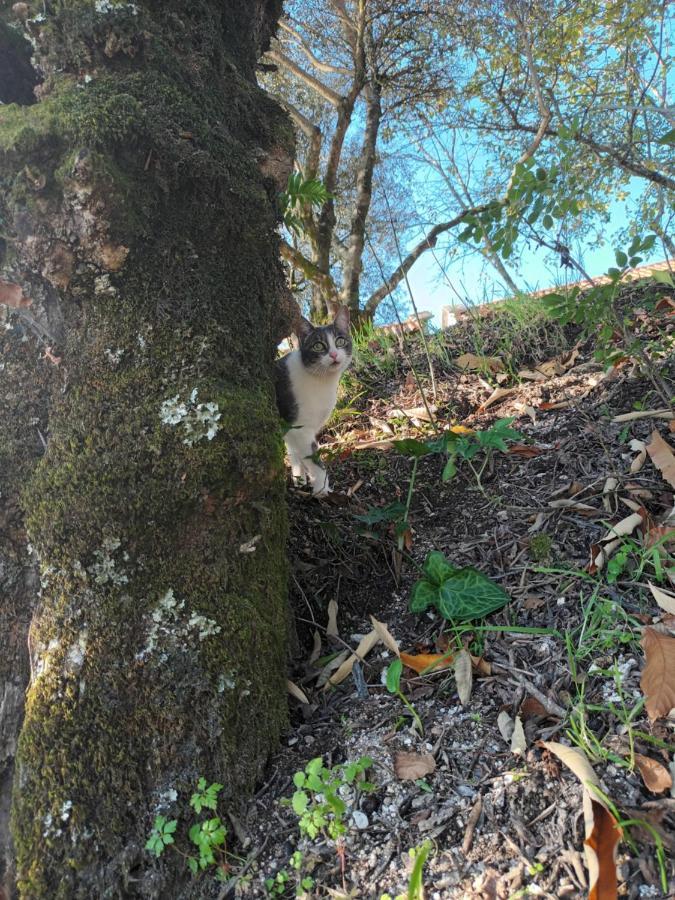 ヴィエイラ・ド・ミーニョ Quinta Da Penelaゲストハウス エクステリア 写真