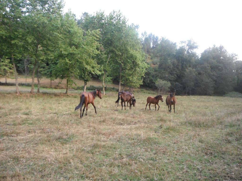 ヴィエイラ・ド・ミーニョ Quinta Da Penelaゲストハウス エクステリア 写真