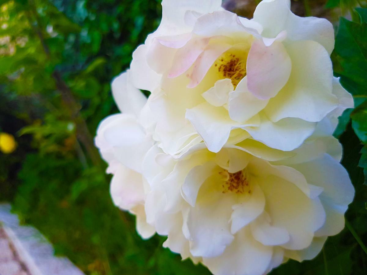 ヴィエイラ・ド・ミーニョ Quinta Da Penelaゲストハウス エクステリア 写真